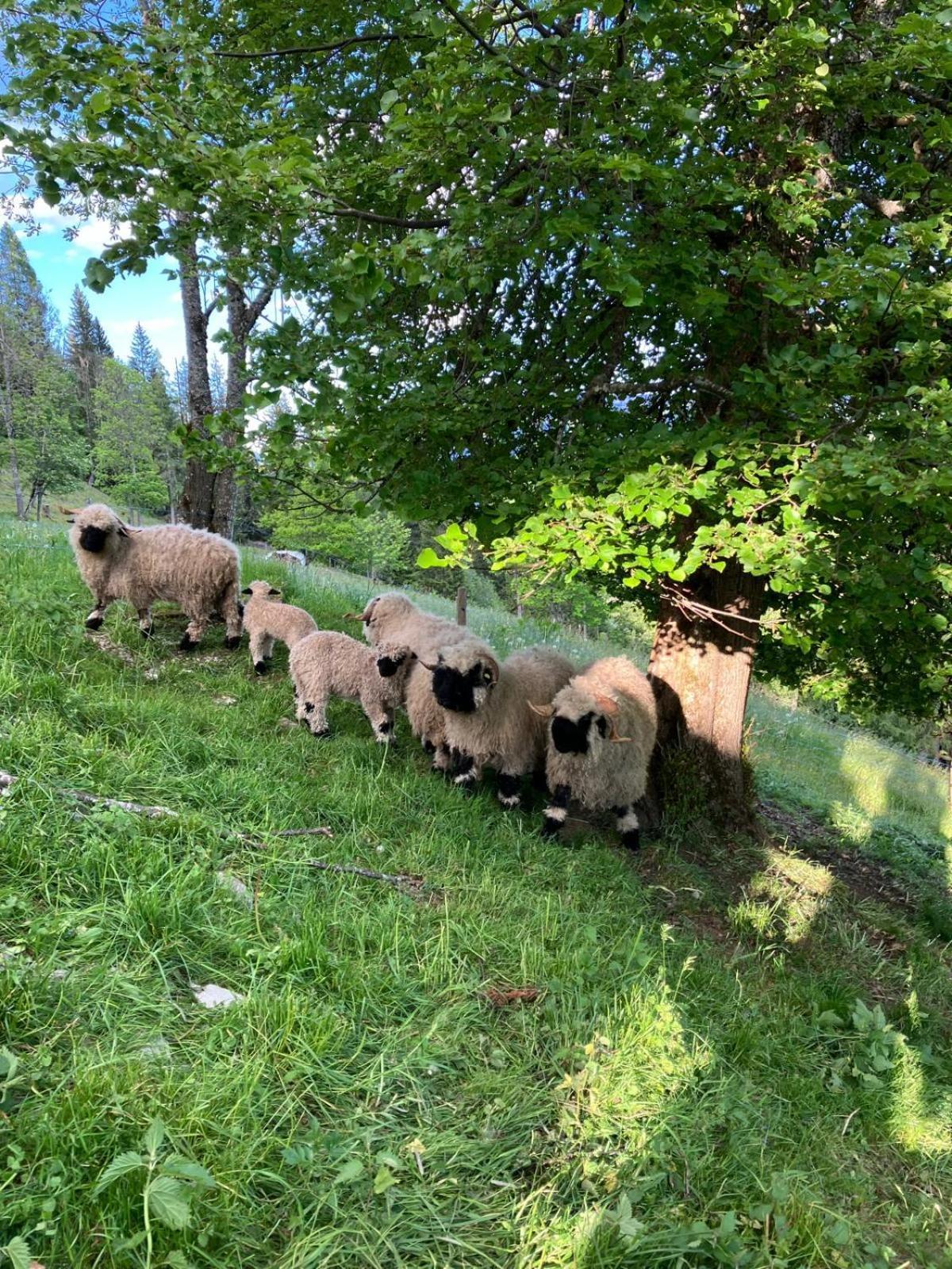 Landhaus Hochkoenig Mühlbach am Hochkönig المظهر الخارجي الصورة
